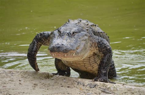 South american alligator crossword. Things To Know About South american alligator crossword. 